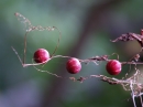 red berries photoshop contest